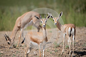 Group of dorcas gazelle on alert