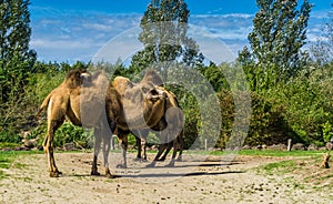 Group of double bumped camels standing together in a nature landscape photo