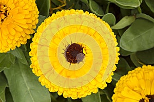 Group of Double Yellow Calendula Officinalis with Dark Heart