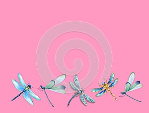 Group of dragon flays flying isolated in color background