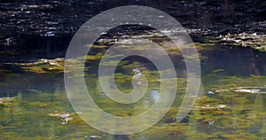 Group of dragonfly\'s hovering above water in a pond