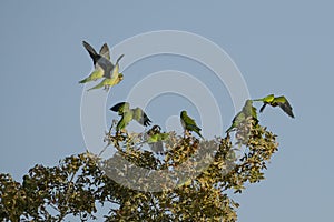A Group of Drara Parrots