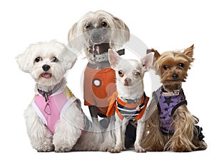 Group of dressed dogs in front of white