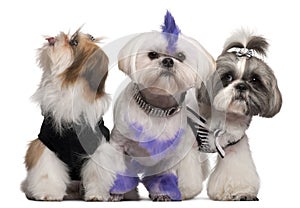 Group of dressed and groomed Shih-tzu's