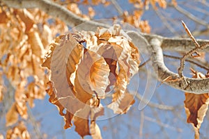Group of dried beech leaves