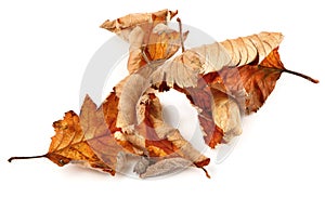 Group of dried fall leaves