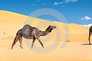 Group of dromedaries in the Omani Rub al-Chali Desert