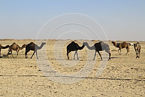 Group of a dromedary camel