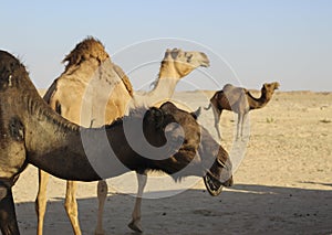 Group of a dromedary camel