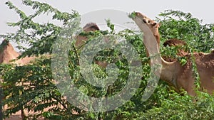 Group of dromedary camels Camelus dromedarius in desert sand dunes of the UAE eating peas and leaves of Ghaf Tr