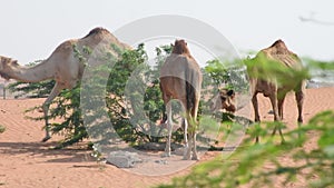 Group of dromedary camels Camelus dromedarius in desert sand dunes of the UAE eating peas and leaves of Ghaf Tr