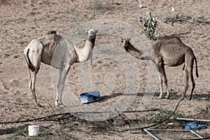 A group of dromedary camels Camelus dromedarius eating hay in a camel farm in the United Arab Emirates