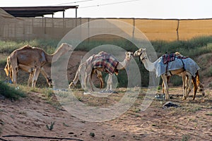 A group of dromedary camels Camelus dromedarius eating hay in a camel farm in the United Arab Emirates