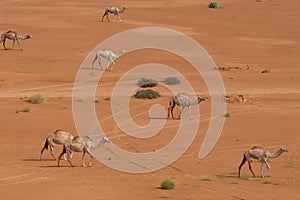 A group of dromedary camels Camelus dromedarius walking acorss the desert sand in the United Arab Emirates