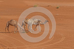 A group of dromedary camels Camelus dromedarius walking across the desert sand in the United Arab Emirates