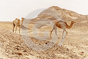 Group of dromedary camels walking in wild desert heat nature.