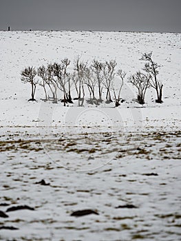 Group of dry black edler bushes. Symbol of deep sandness and melancholy