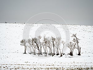 Group of dry black edler bushes. Symbol of deep sandness and melancholy photo