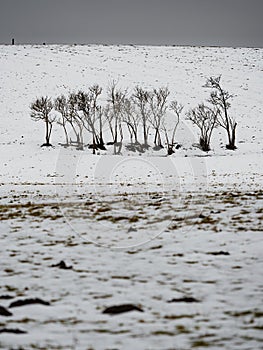 Group of dry black edler bushes. Symbol of deep sandness and melancholy photo