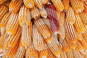 Group of dry corn