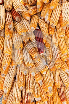 Group of dry corn