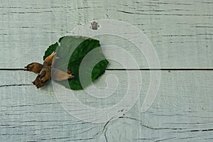 Group of dry flakes with hazelnuts next to a green hazelnut leaf