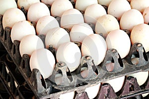 Group of duck eggs in tray.