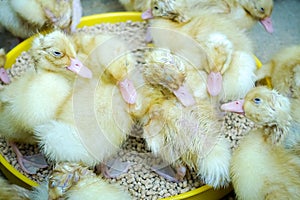 A group duck at farm