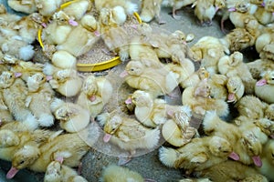 A group duck at farm