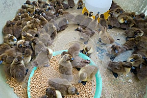 A group duck at farm