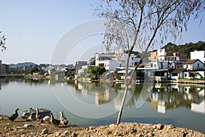 A group duck, lake background.