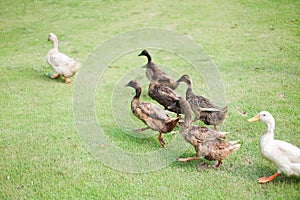 Group duck in the park
