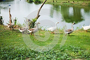 Group duck in the park
