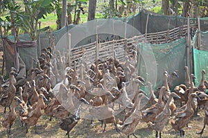 Group of duck walk on the farm. are fed to animals as economic to store eggs an