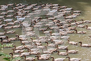 Group duck in the water.