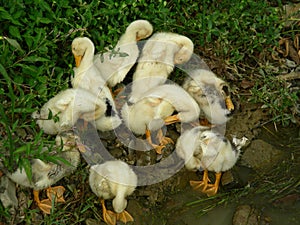 A group of duckling