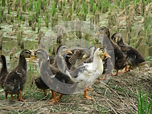 A group of duckling
