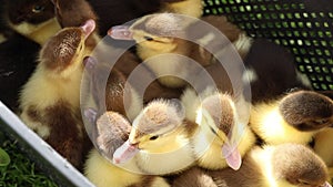 Group of Ducklings in a Basket