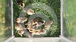 A Group of Ducklings in a Cage