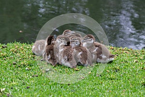 A group of ducklings nested against each other along side the River Torrens in Adelaide South Australia on 16th October 2019
