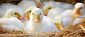 A group of ducklings perching in a nest of hay, surrounded by twigs and grass