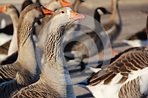 Group of ducks