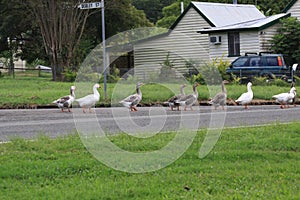 Australian Ducks Crossing a Road