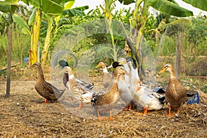 Group of ducks in the farm.