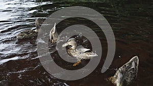 Group of ducks floating on water and diving headfirst into lake, leaving tails on surface, getting food in wildlife.