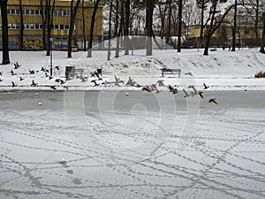 Group of ducks flying above snowy frozen lake