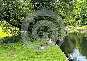 Parkland scene, with ducks and old trees in, Brun Valley Forest Park, Burnley, UK photo