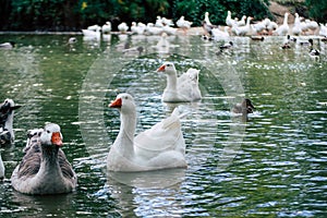 Group of ducks geese swimming in the pond