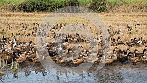 Group of ducks herding to eat dry grass at farm