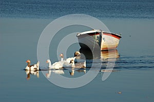 Group of ducks on the lake